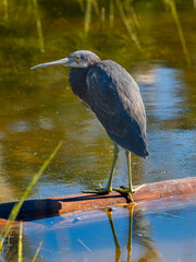 tri-colored heron perched on a fallen tree floating in the middle of the marsh