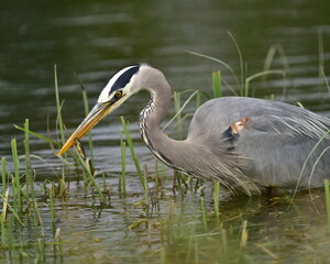 great blue heron, Blue heron that caught fish