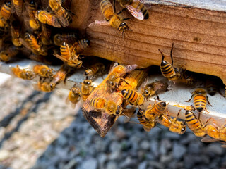 a collection of male worker bees huddled in front of the cage