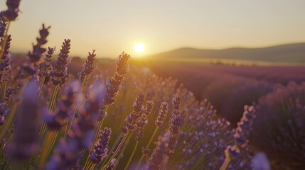 Serene Lavender Fields at Sunset