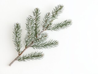 Snow-dusted pine branch on white background - minimalist winter nature photography