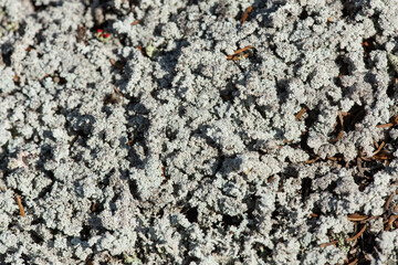 Squamules of a grey, fruticose lichen, Stereocaulon, in New Hampshire.