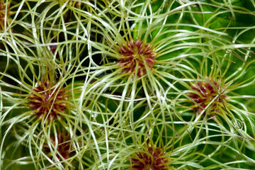 Early fall flowers of old man's beard, a climbing shrub.