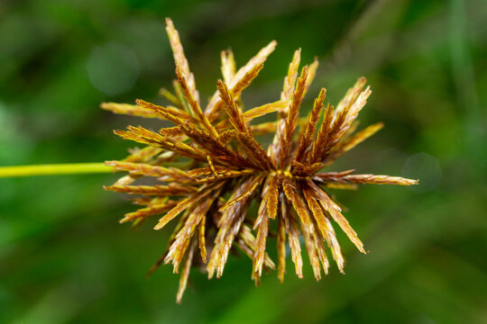 Bunchy sedge flowers with flat spikelets in Vernon, Connecticut.