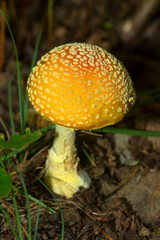 Yellow agaric mushroom with patches in Sunapee State Park.