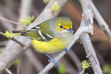 Fototapeta premium A beautiful little white-eyed vireo (Vireo griseus), a small bird, in Sarasota, Florida