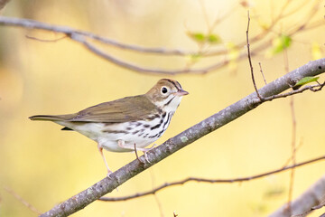A shy and beautiful ovenbird (Seiurus aurocapilla), a small bird that is hard to spot as it hops around in the bushes or walks in the leaf litter in deep shade. 