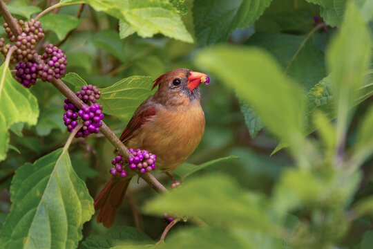 A female northern cardinal (Cardinalis cardinalis) on beautyberry (Callicarpa americana), a native plant used for bird-friendly gardening in Florida