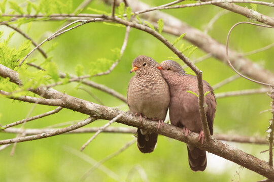 The cutest pair of doves you've ever seen. Two common ground doves (Columbina passerina) perched on a branch of a cypress tree, grooming each other adorably.	