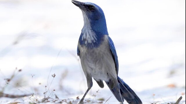 Video clips of Florida scrub-jays (Aphelocoma coerulescens) digging in the sand, hopping around and carrying acorns in Osprey, Florida