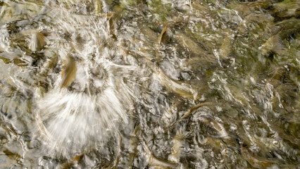 Close-up of flowing water with fish swimming underneath, creating a dynamic and textured surface. A nature scene highlighting the movement and life in a clear, shallow stream - Powered by Adobe