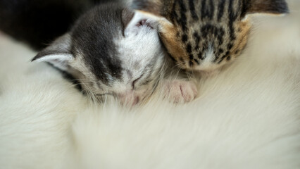 Close-up of two newborn kittens peacefully sleeping on soft fur, highlighting the warmth and tranquility of baby animals in a tender moment of rest