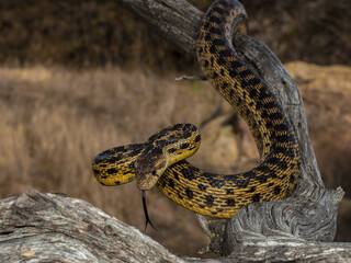 Gopher Snake kisses