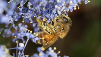 Inverted Insects 