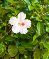 White,  Yellow, and Red Hibiscus Blossom on a Green Leaf Background in Waikiki, Hawaii.