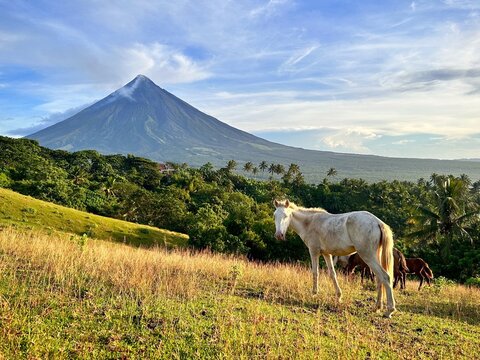 Mayon Volcano and the beautiful white horse in quituinan ranch camalig albay