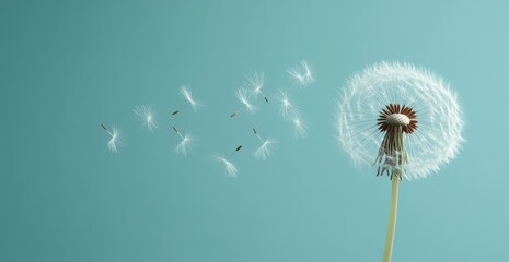 A dandelion with seeds floating away on a blue background.