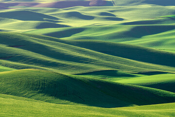 Sunlit Waves of the Palouse