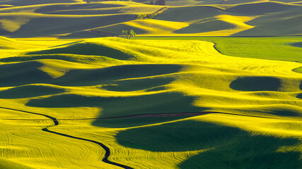 Sunlit Waves of the Palouse