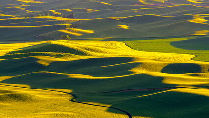 Sunlit Waves of the Palouse
