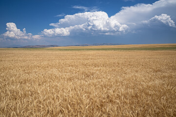 Ripe Wheat Field With Dramatic Clouds On The Horizon