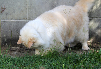 Red flame point ragdoll cat playing in grass in front of a brick wall