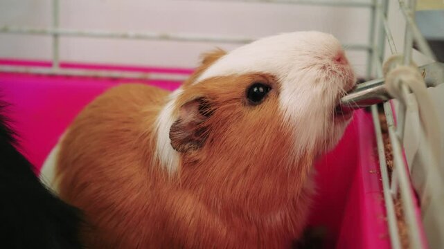 Guinea pig drinking water from a bottle inside its colorful cage. Ideal for pet care, small animals, and domestic life footage.