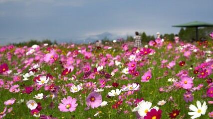宮崎県都城市の南部ふれあい広場のコスモス