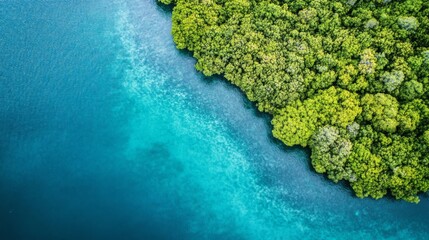 Stunning aerial perspective of a vibrant mangrove forest beside the sea.