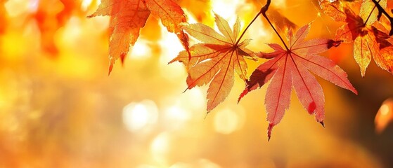 Stunning Natural Beauty of Fall Leaves