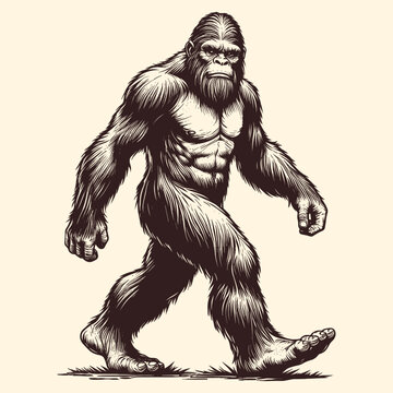 Hand Drawn Illustration Of A Sasquatch Bigfoot Walking In Engraving Style
