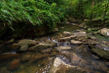 Streams and streams in the natural forest