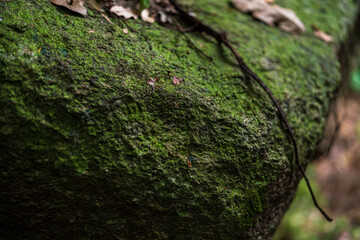 A large boulder covered with green moss.