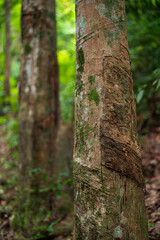 Rubber trees in the natural forest