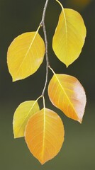 Obraz premium A close-up of a branch with yellow leaves.