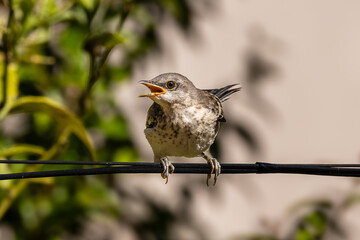A hungry young northern Mockingbird