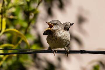 A hungry young northern Mockingbird