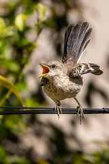 A hungry young northern Mockingbird