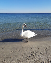 beautiful white swan on the beach by the sea