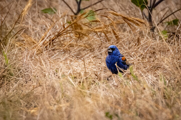 A blue bird with a yellow and brown background