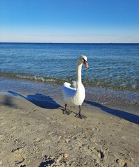 white swan on the beach by the sea