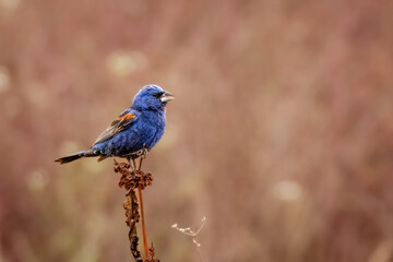 A blue bird with a yellow and brown background