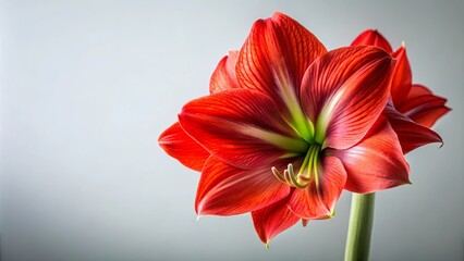 Obraz premium The delicate crimson petals of a blooming flower unfold, revealing a subtle hint of verdant green at its core, creating a vibrant contrast against a minimalist backdrop.