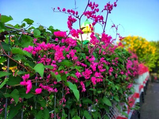 Small pink ivy flowers Scientific name Antigonon leptopus Hooks, arranged into beautiful flower arrangements that creep up walls or fences in the yard