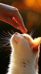 A Heartwarming Moment A Hand Gently Touches a Cat's Head at Sunset Capturing Pure Joy and Connection
