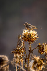 Birds fly and play on dry flowers