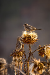Birds fly and play on dry flowers