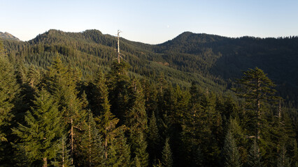 Dense Evergreen Forest with Mountainous Terrain under Clear Skies, Washington State, USA