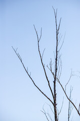 A tree with no leaves is standing in a field