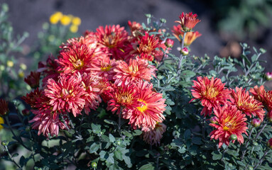 A bunch of red flowers with yellow flowers in the background - Powered by Adobe